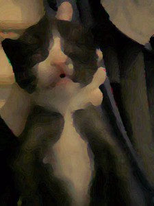 rozdávám koťat, nechcete jedno?